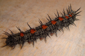 Nymphalis-antiopa-caterpillar